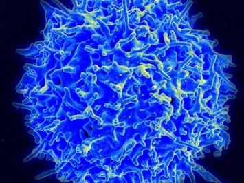Недавно идентифицированные Т-клетки могут играть роль в развитии рака и других заболеваний