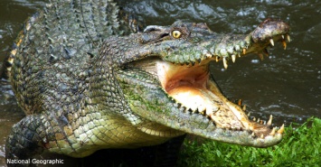 Chanel - первый люксовый бренд, который запретил вещи из крокодила и змей