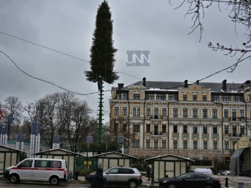 Главная елка Киева обойдется в 2,7 млн гривен