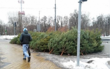 В Киеве стартовала продажа нелегальных новогодних елок