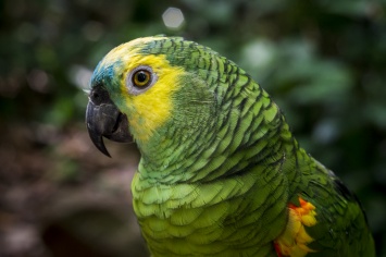 Анализ генома попугаев выявил причины их долголетия