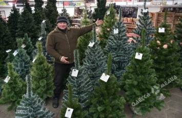 К праздникам в Одесской области заготовили 22 тысячи елок