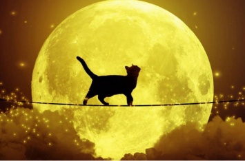 Как сделать перебежавшую дорогу черную кошку символом удачи
