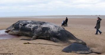 На берег выбросило кита, в желудке которого нашли 6 кг пластика