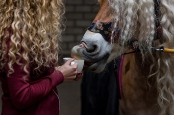 Рапунцель среди лошадей обитает в Голландии