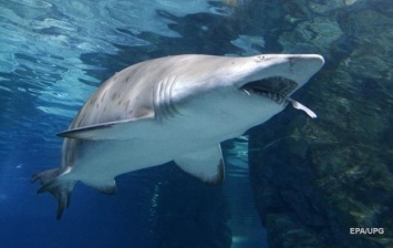 У побережья Австралии акула напала на серфера