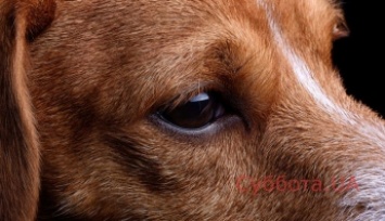 В Запорожье нашли собаку со сломанной челюстью (ФОТО)