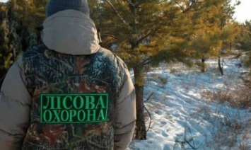 Елки в лесу под Киевом будет охранять мобильный патруль (фото)