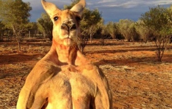 Умер "самый известный в мире" кенгуру