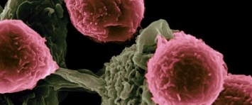 Ученые нашли новый тип иммунных клеток