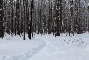 Тело новорожденного нашли в лесополосе под Аксаем