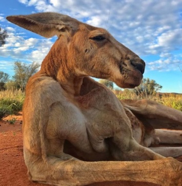 В Австралии умер известный кенгуру-великан Роджер