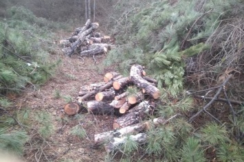 Оккупанты вырубают лес под Симферополем для подключения ТЭС