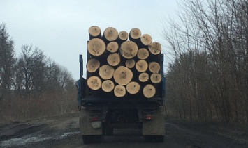 За последний год объем незаконной вырубки леса в Украине уменьшился почти на половину, - Гослесагентство