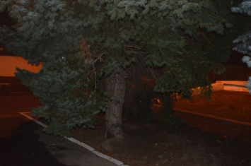 Предновогодняя кража: житель Измаила пилил елки возле мэрии
