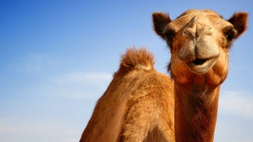 В Арабских Эмиратов полиция пересела на верблюдов (Фото)