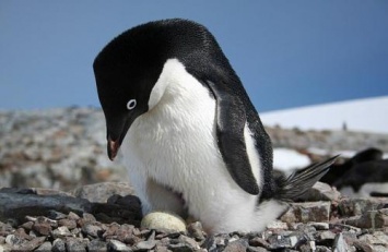 Пингвины перешли на жесткую диету из-за изменения климата - ученые