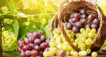 Употребление винограда является профилактикой старческого слабоумия