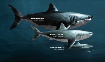 Озвучена новая причина вымирания гигантской акулы мегалодона