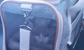В "Борисполе" при осмотре багажа сбежала кошка: Спасатели разрезали бетонные конструкции, чтобы достать питомца