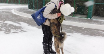 Более 500 животных в Харькове нашли новых хозяев