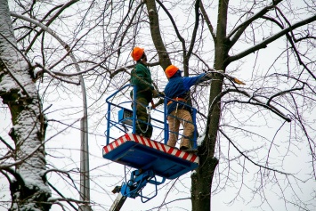 Сегодня на улице Садовой начнут сносить аварийные деревья. Николаевцев просят быть начеку
