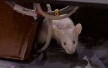 Колумбийские депутаты забросали коллег крысами (видео)