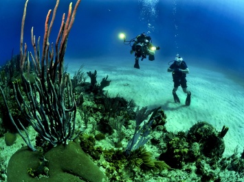Новое исследование глубоководных рифов открыло 195 видов кораллов