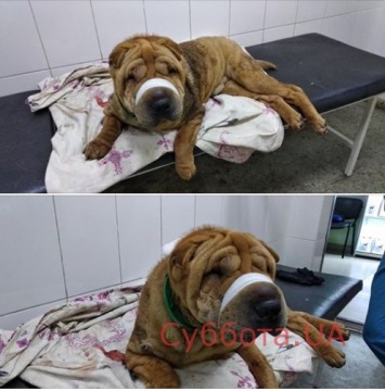 В Запорожье нашли породистого пса, которого сбила машина (ФОТО)