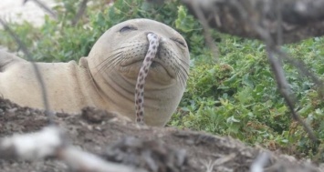 Кто чья добыча? На Гавайях начали замечать тюленей с угрями в ноздрях