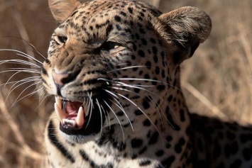 В Индии леопард убил медитировавшего монаха