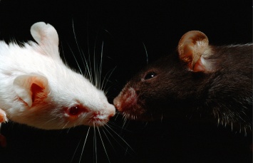 МикроРНК повлияла на социальное поведение животных