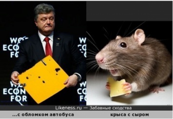 «Порошенко - Крыса»: хочет войны с Россией, чтобы подмазать США