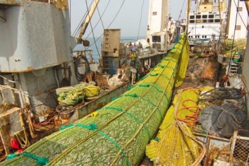 Япония в панике от возрождения рыбной отрасли в России