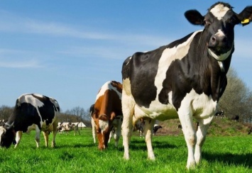 Почему на Херсонщине сокращаются животноводческие хозяйства?