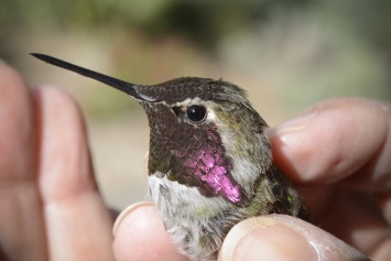 Ученые изучили влияние кормушек на здоровье колибри