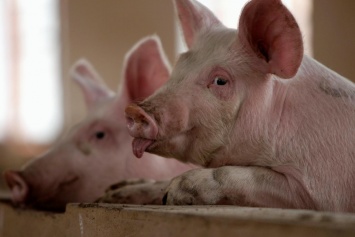 В Китае создали ГМ-свиней, устойчивых к классической чуме