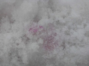 В Киеве массово травят собак: яд смешивают со снегом в местах выгула