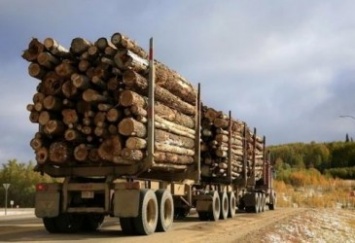 ЕС призвал Украину снять мораторий на экспорт леса-кругляка