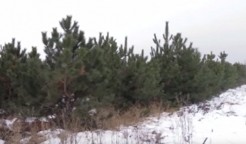 Корреспондент NEWSONE посетила плантацию, где выращивают новогодние елки