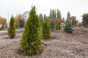 В Марганце городские елки спасают от воров специальной жидкостью