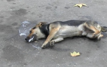 В центре Днепра догхантеры отравили собаку