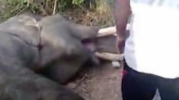 Слон попытался добыть себе еду и задохнулся