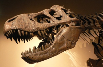 В Великобритании найдены отпечатки лап динозавров, которым 145 миллионов лет
