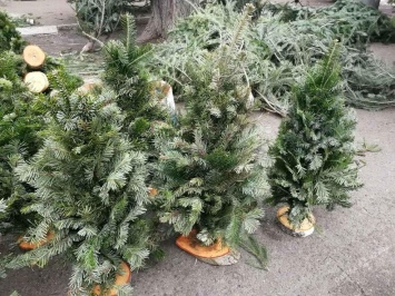 Первые елки появились на одесских рынках: во сколько обойдется атрибут грядущего праздника (фото)