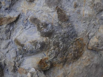 Шторм, разрушивший скалы Британии, обнажил следы динозавров (фото)