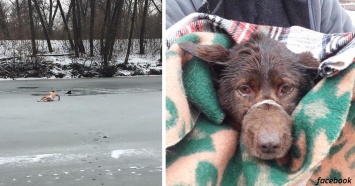 Он пытался спасти тонущего бродячего пса - и сам провалился под лед!