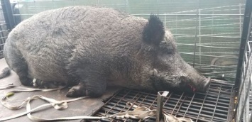 Жителей Флориды напугала огромная свинья