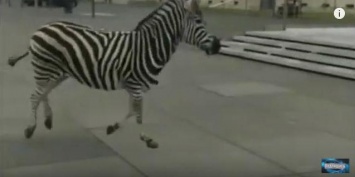 В немецком Дрездене полицейские ловили четырех зебр, сбежавших из цирка