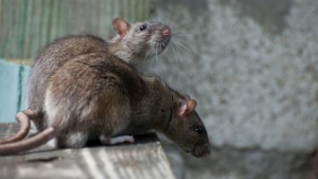 «Щелкунчик по-Смоленски»: Стая крыс живет в одном из подъездов многоэтажки